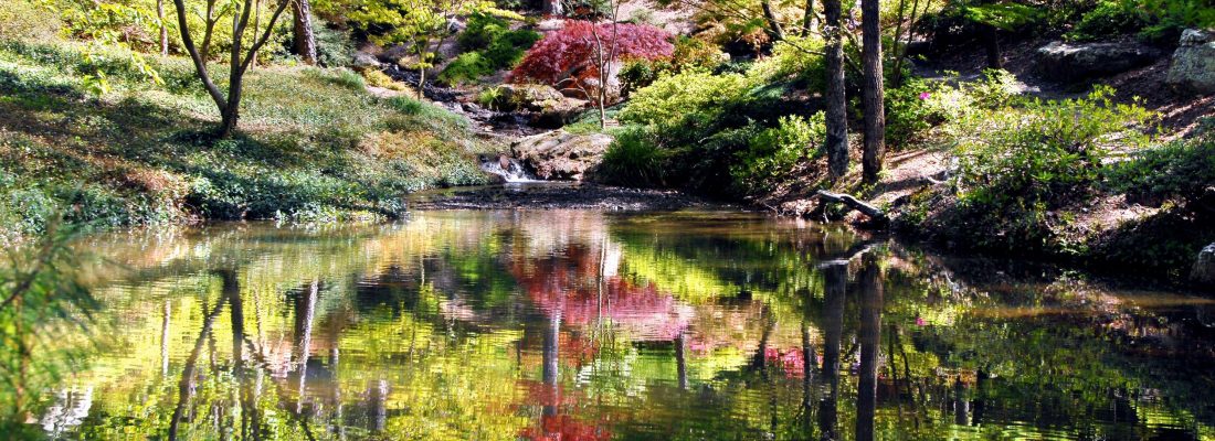 16318820 - still waters of reflecting pool mirror japanese maple and spring green.  small waterfall empties into pool at garvin's woodland garden in hot springs, arkansas.