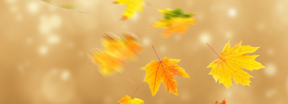 38026766 - collage of autumn leaves on bright  background
